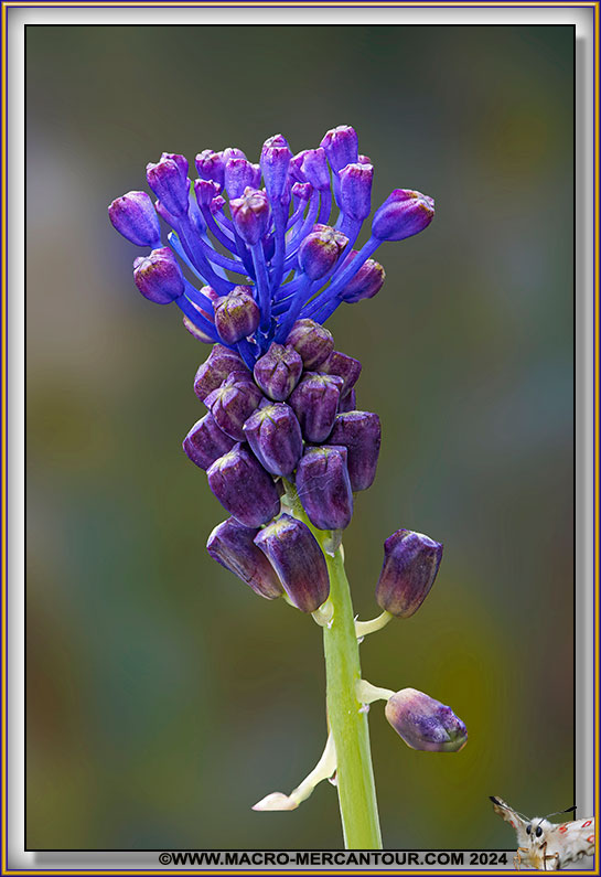Muscari